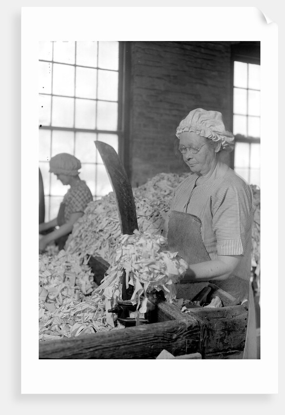 Mt. Holyoke, Massachusetts - Paper. American Writing Paper Co. Rag sorting (Irish), 1936 by Lewis Hine