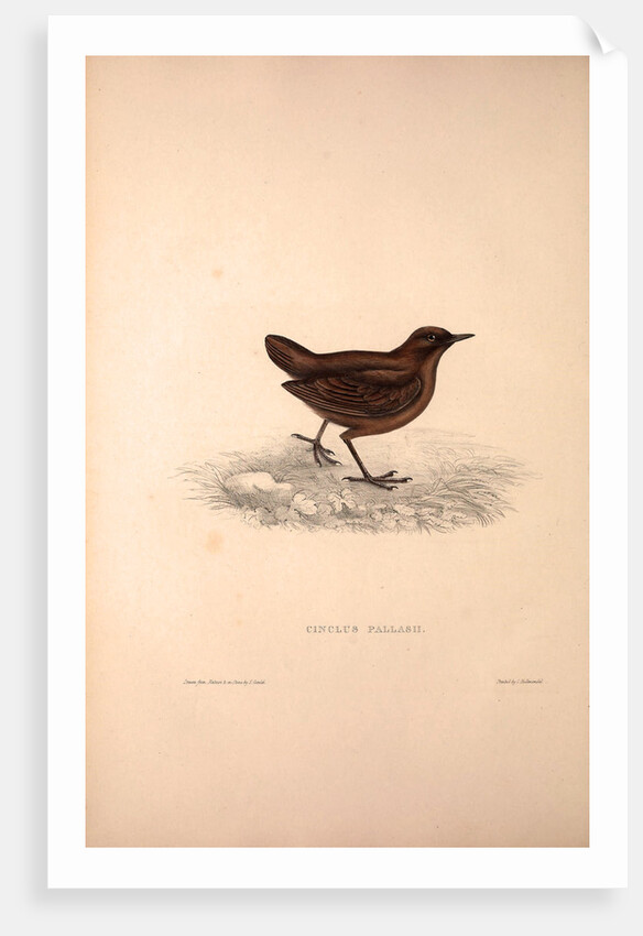 Cinclus Pallasii, Brown Dipper by Elizabeth Gould and John Gould