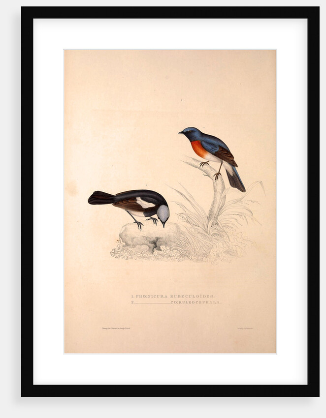 Phoenicura Rubeculoides, Phoenicura Coeruleocephala by Elizabeth Gould and John Gould