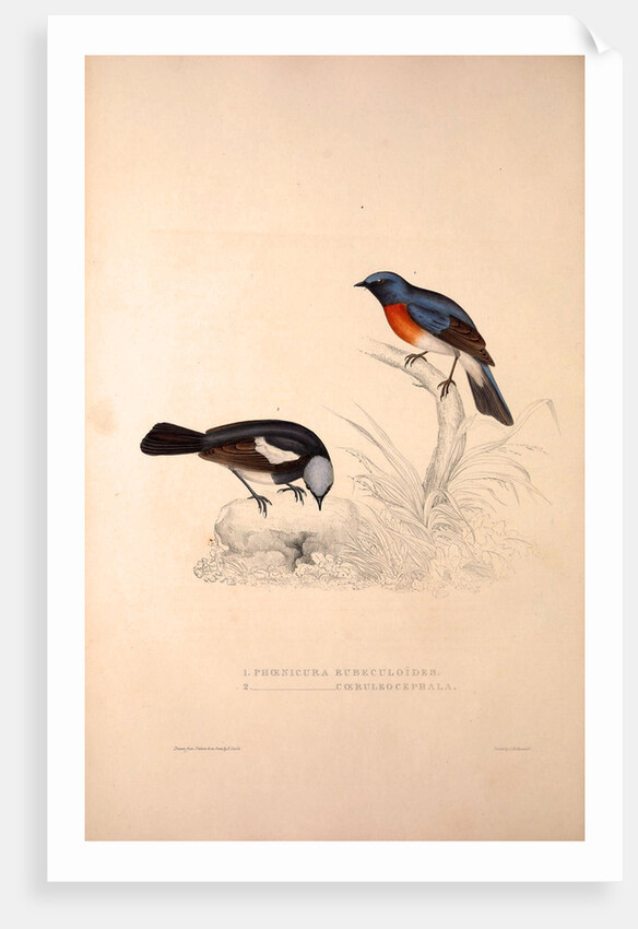 Phoenicura Rubeculoides, Phoenicura Coeruleocephala by Elizabeth Gould and John Gould
