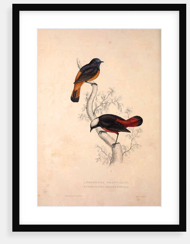 Phoenicura Frontalis, Phoenicura Leucocephala by Elizabeth Gould and John Gould