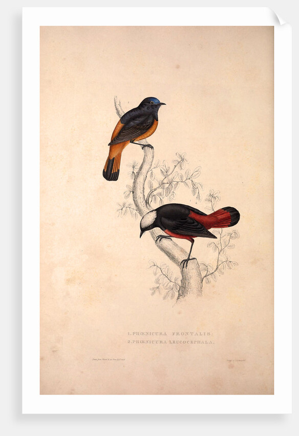 Phoenicura Frontalis, Phoenicura Leucocephala by Elizabeth Gould and John Gould