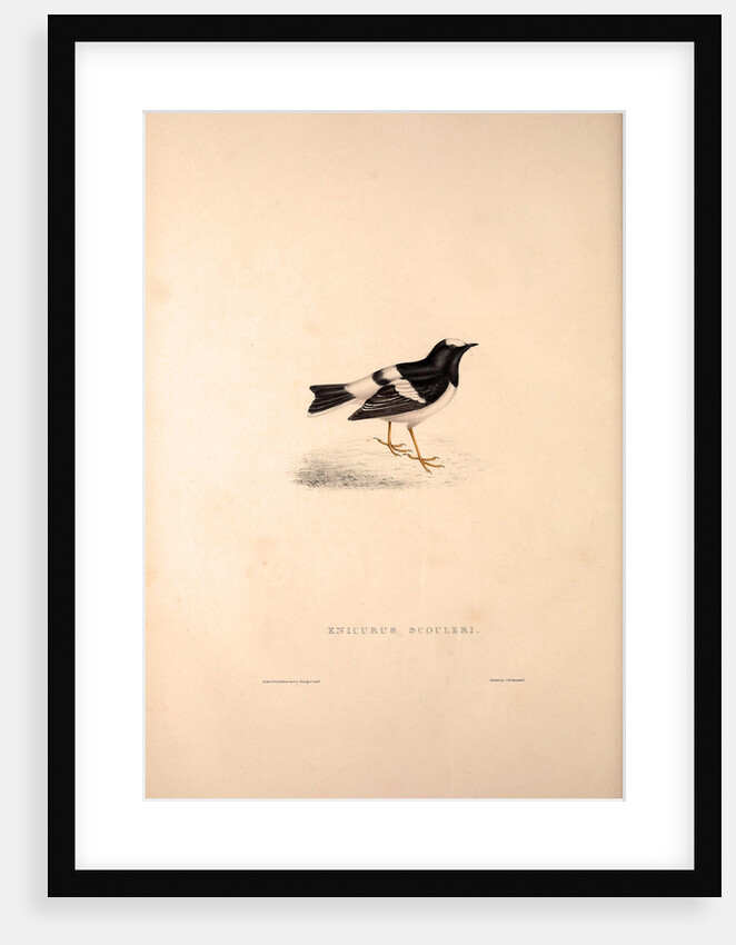 Enicurus Scouleri, Little Forktail by Elizabeth Gould and John Gould