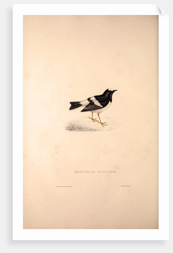 Enicurus Scouleri, Little Forktail by Elizabeth Gould and John Gould