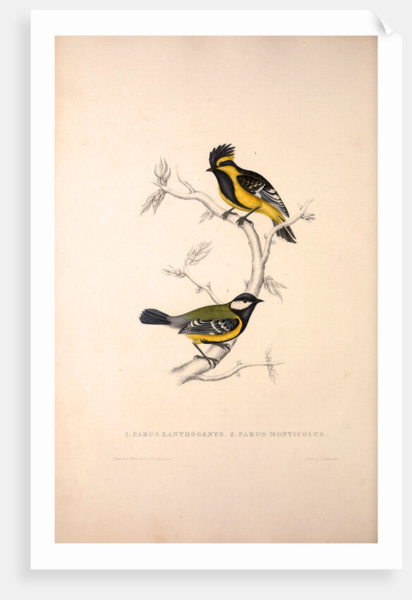 Parus Xanthogenys, Parus Monticolus by Elizabeth Gould and John Gould
