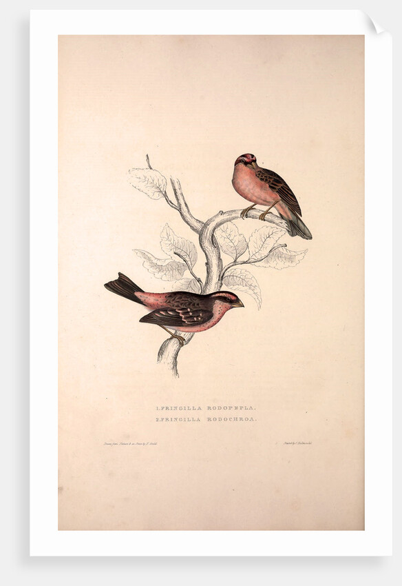 Fringilla Rodopepla, Spot-winged Rosefinch, Fringilla Rodochroa, Pink-browed Rosefinch by Elizabeth Gould and John Gould