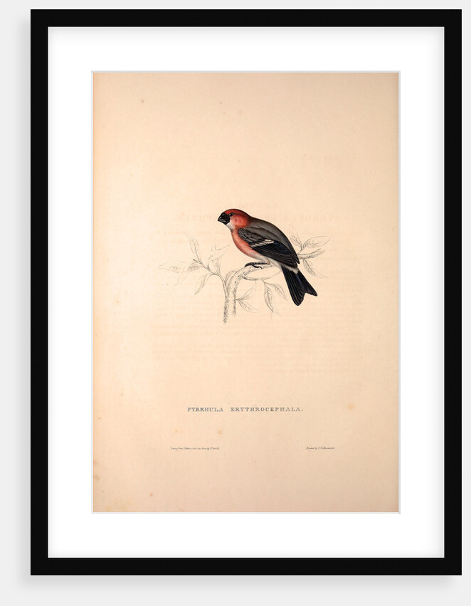 Pyrrhula Erythrocephala, Red-headed Bullfinch by Elizabeth Gould and John Gould