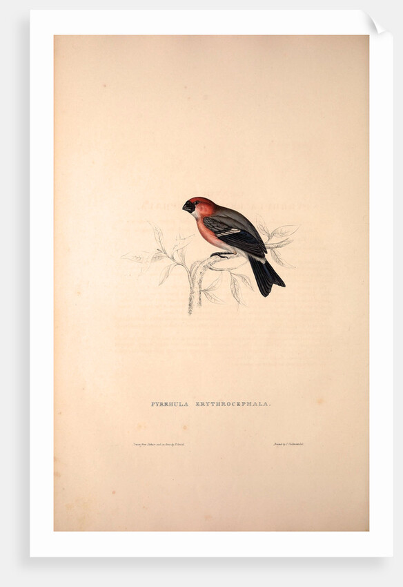 Pyrrhula Erythrocephala, Red-headed Bullfinch by Elizabeth Gould and John Gould