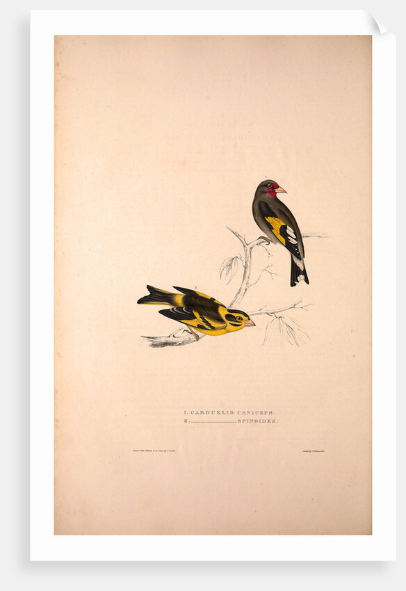 Carduelis Caniceps, Grey-headed Goldfinch, Carduelis Spinoides, Yellow-breasted Greenfinch by Elizabeth Gould and John Gould