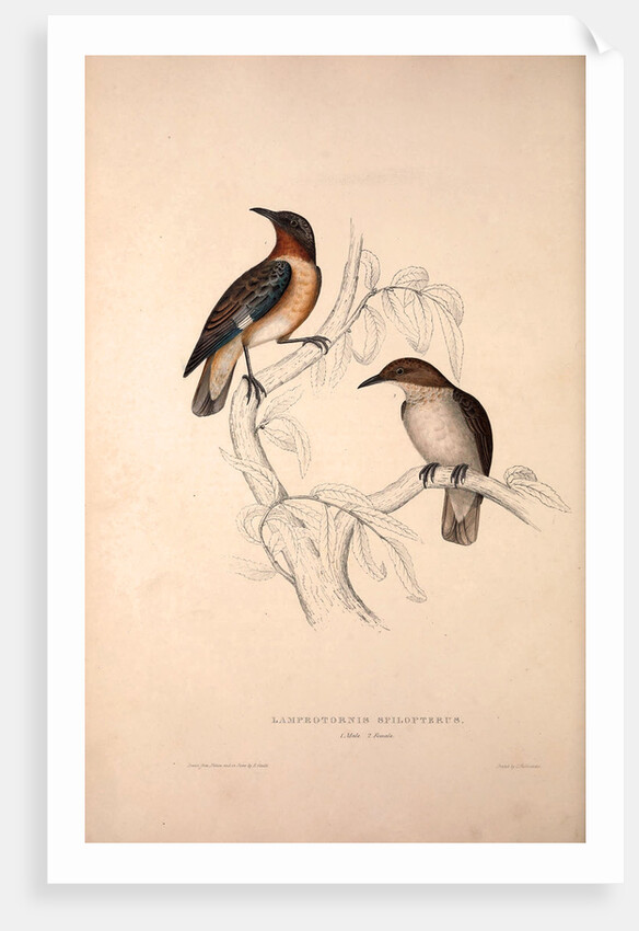 Lamprotornis Spilopterus, winged Starling by Elizabeth Gould and John Gould