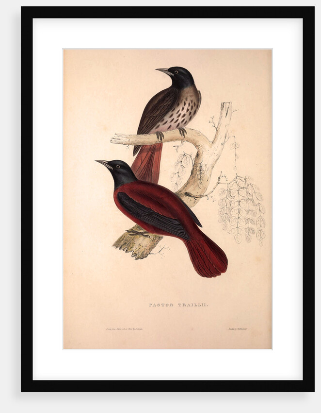 Pastor Traillii by Elizabeth Gould and John Gould