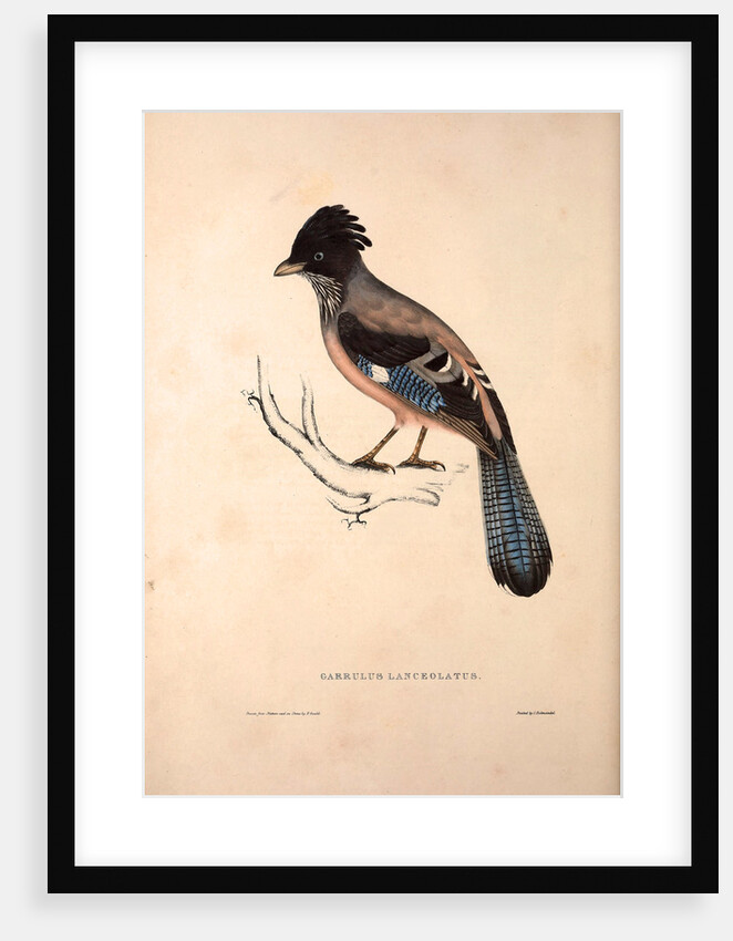 Garrulus Lanceolatus, Black-headed Jay or Lanceolated Jay by Elizabeth Gould and John Gould