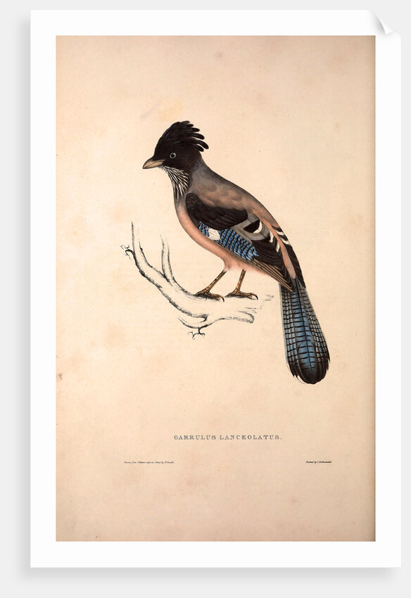 Garrulus Lanceolatus, Black-headed Jay or Lanceolated Jay by Elizabeth Gould and John Gould