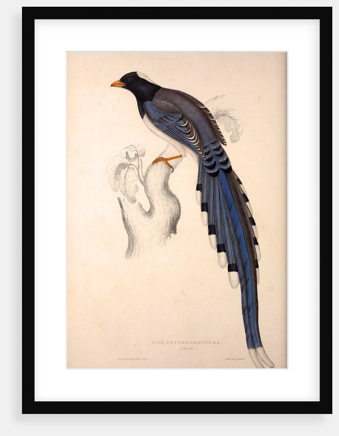 Pica Erythrorhyncha by Elizabeth Gould and John Gould