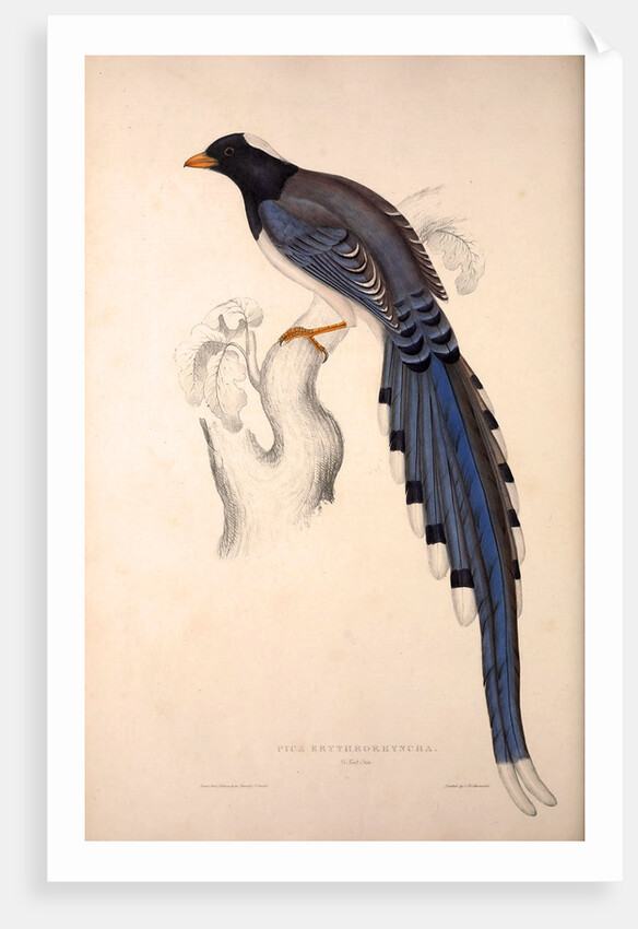 Pica Erythrorhyncha by Elizabeth Gould and John Gould