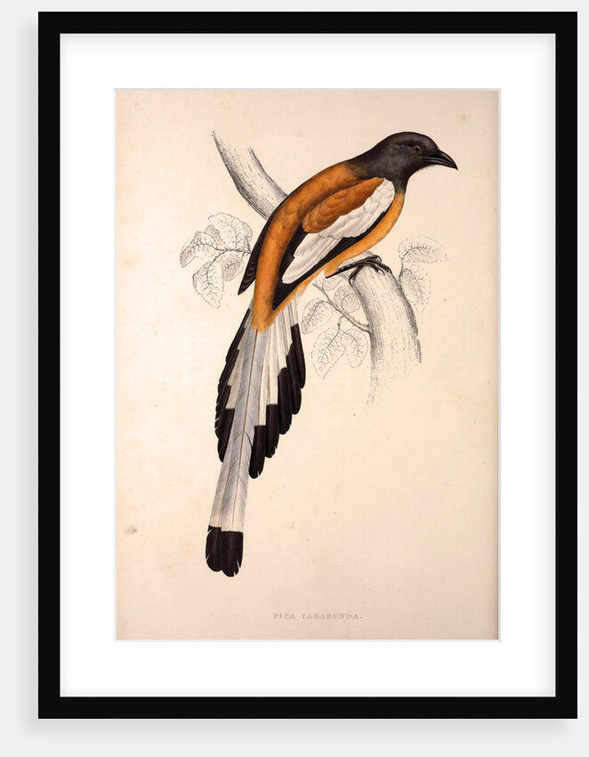 Pica Vagabunda by Elizabeth Gould and John Gould