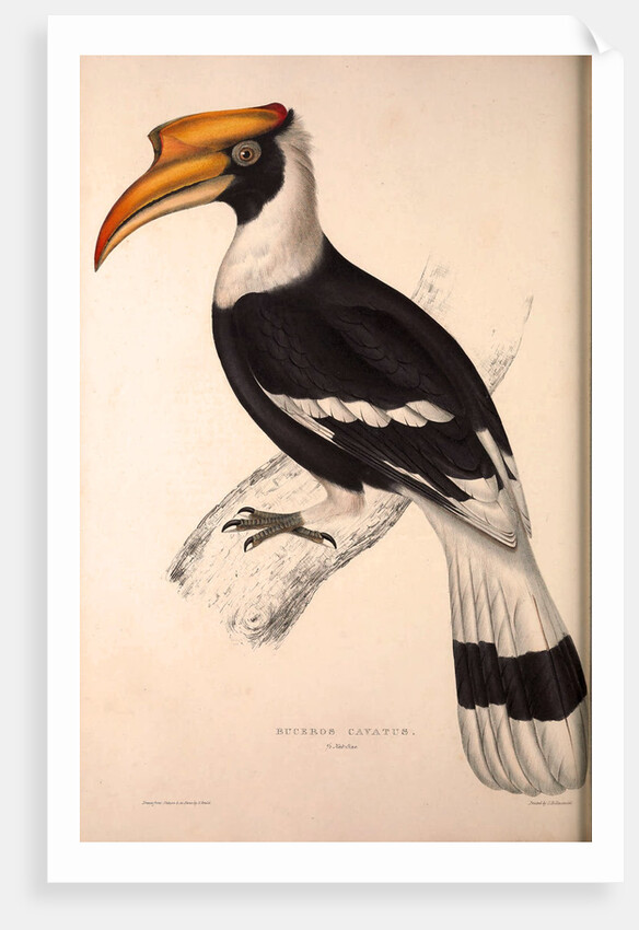 Buceros Cavatus,Concave Hornbill by Elizabeth Gould and John Gould