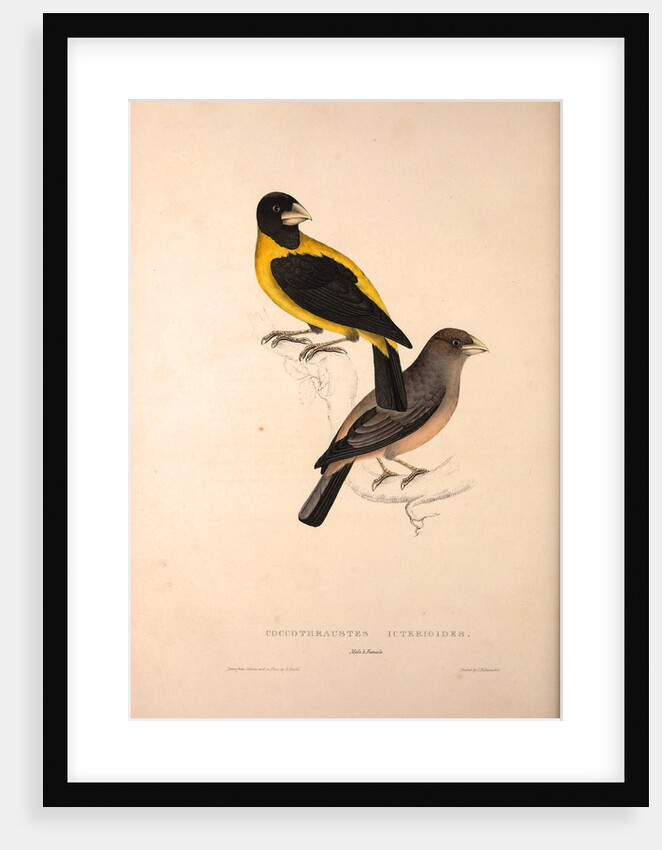 Coccothraustes Icterioides, black and yellow hawfinch by Elizabeth Gould and John Gould
