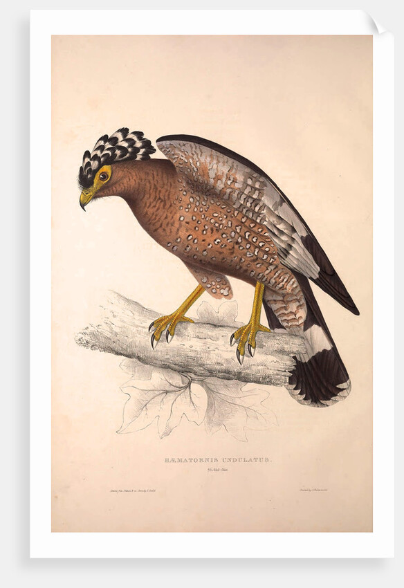 Haematornis Undulatus, Hawk by Elizabeth Gould and John Gould