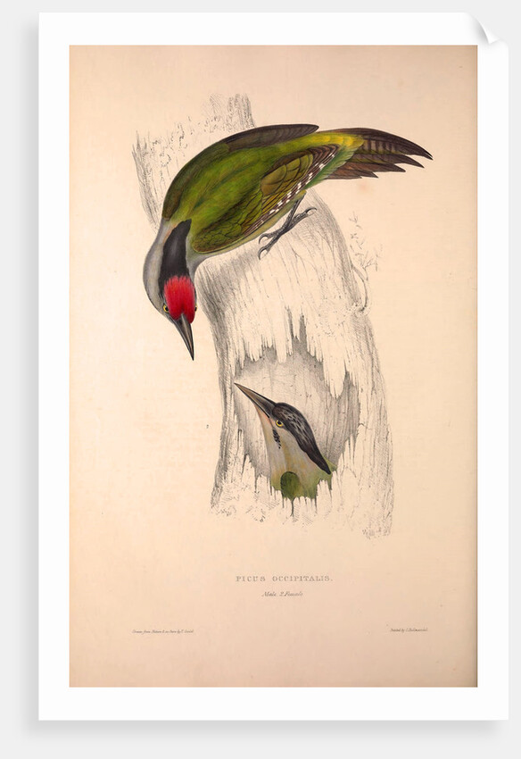 Picus Occipitalis by Elizabeth Gould and John Gould