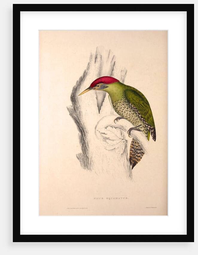 Picus Squamatus, Scaly-bellied Woodpecker by Elizabeth Gould and John Gould