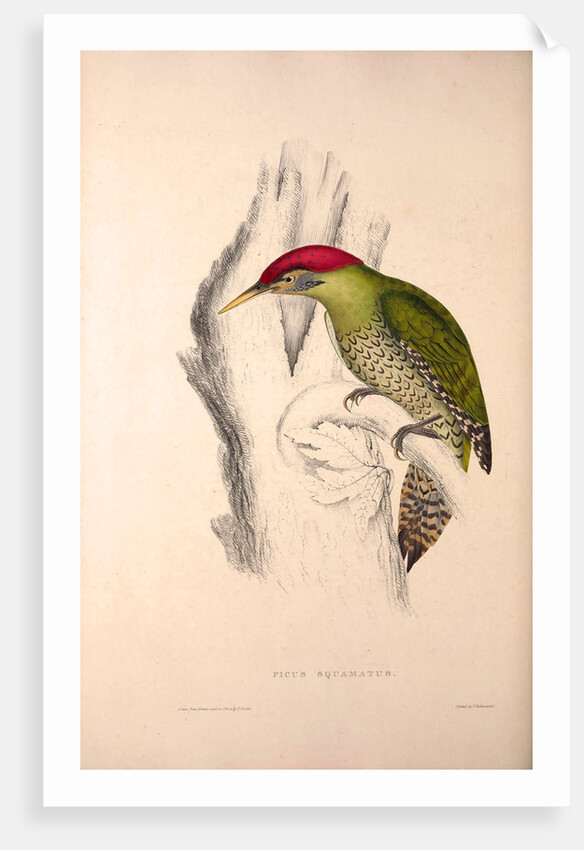 Picus Squamatus, Scaly-bellied Woodpecker by Elizabeth Gould and John Gould