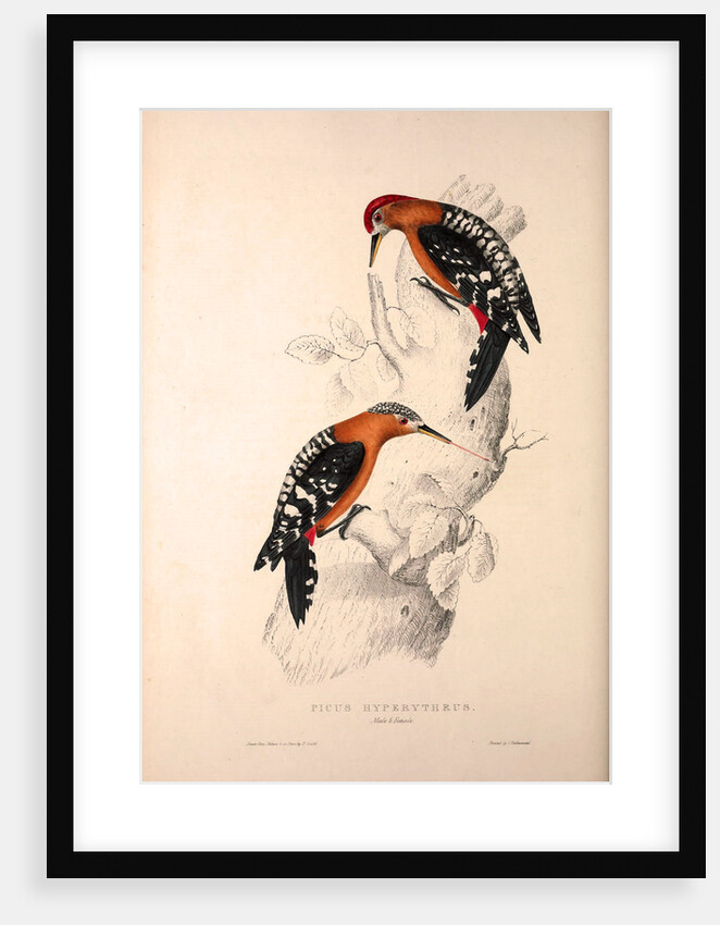 Picus Hyperythrus, Rufous-bellied Woodpecker by Elizabeth Gould and John Gould