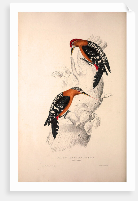 Picus Hyperythrus, Rufous-bellied Woodpecker by Elizabeth Gould and John Gould