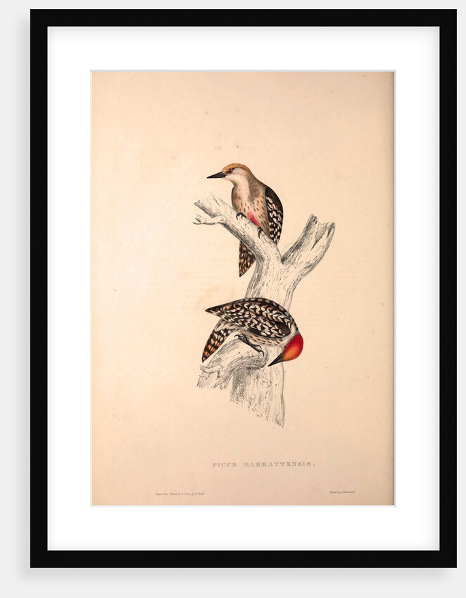 Picus Mahrattensis, Yellow-fronted Tied Woodpecker by Elizabeth Gould and John Gould
