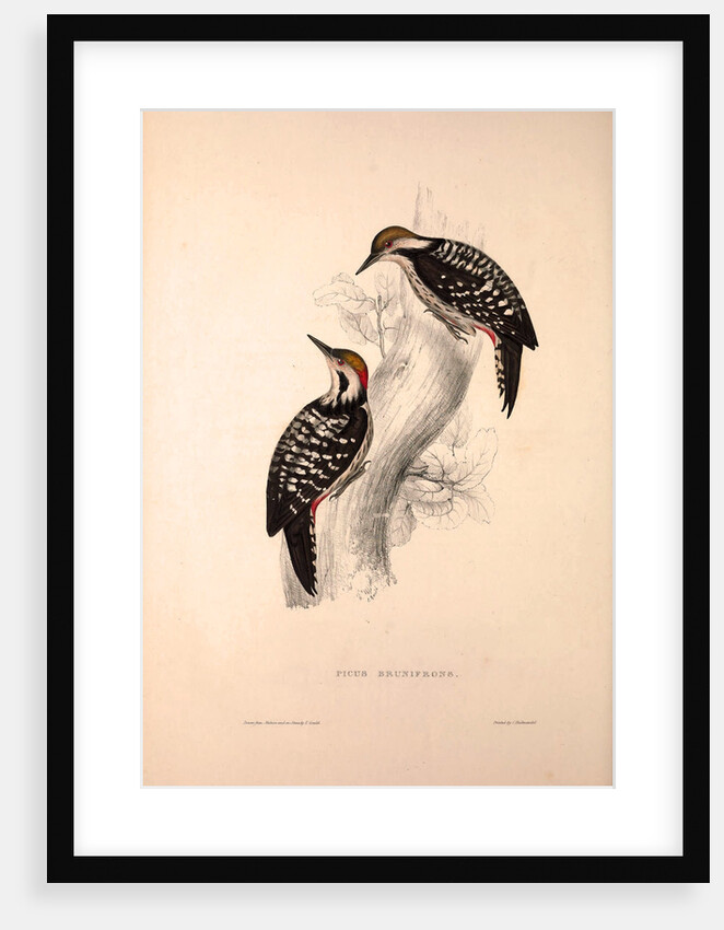 Picus Brunifrons by Elizabeth Gould and John Gould