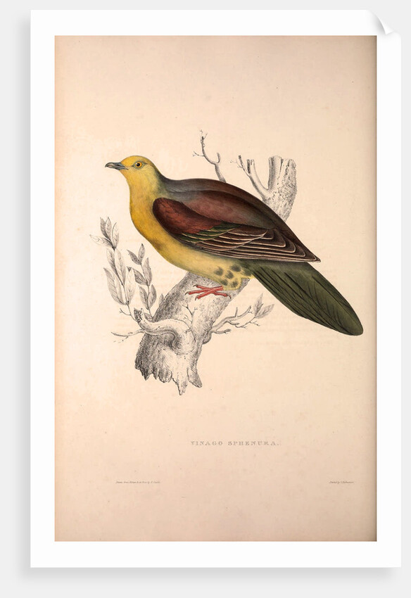 Vinago Sphenura, Wedge-tailed Green-Pigeon by Elizabeth Gould and John Gould