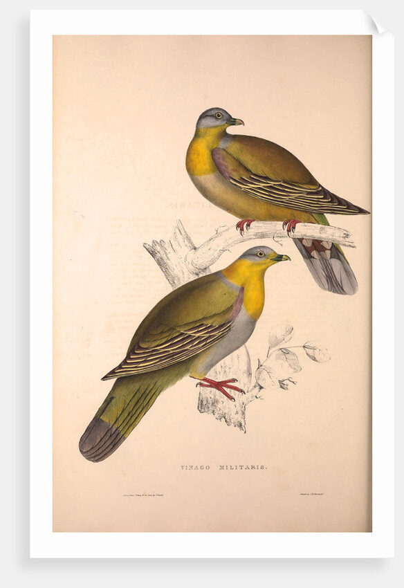 Vinago Militaris by Elizabeth Gould and John Gould