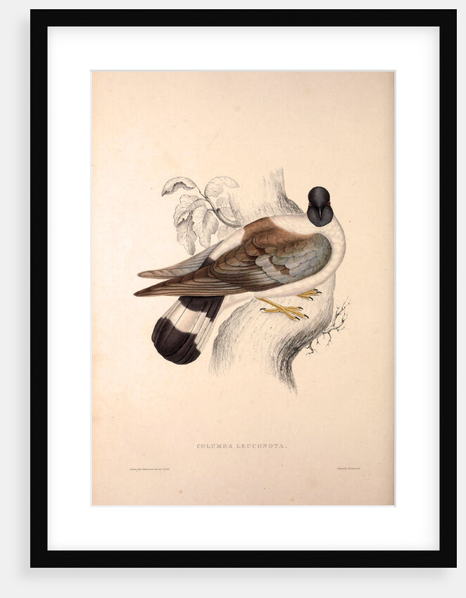 Columba Leuconota, Snow Pigeon. A species of bird in the Columba genus in the Columbidae family. by Elizabeth Gould and John Gould