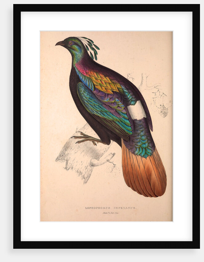 Lophophorus Impeyanus (male), Himalayan Monal Pheasant by Elizabeth Gould and John Gould