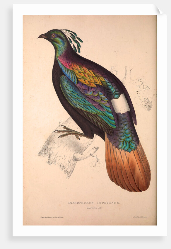 Lophophorus Impeyanus (male), Himalayan Monal Pheasant by Elizabeth Gould and John Gould