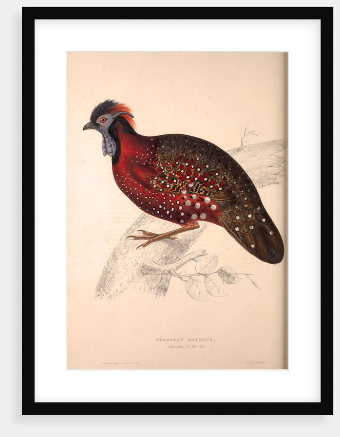 Tragopan Satyrus, Crimson Horned Pheasant by Elizabeth Gould and John Gould