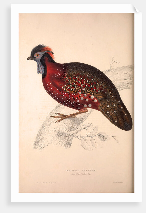Tragopan Satyrus, Crimson Horned Pheasant by Elizabeth Gould and John Gould