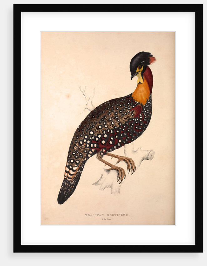 Tragopan Hastingsii (male) by Elizabeth Gould and John Gould