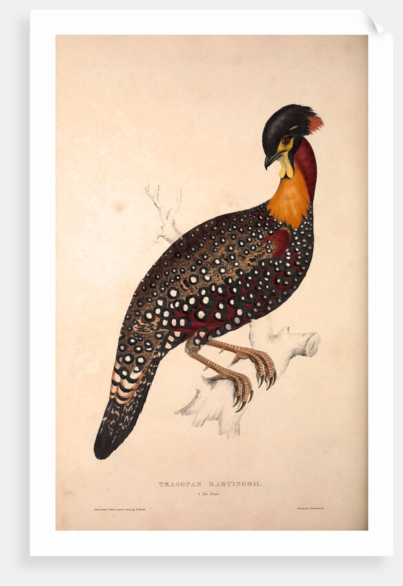 Tragopan Hastingsii (male) by Elizabeth Gould and John Gould