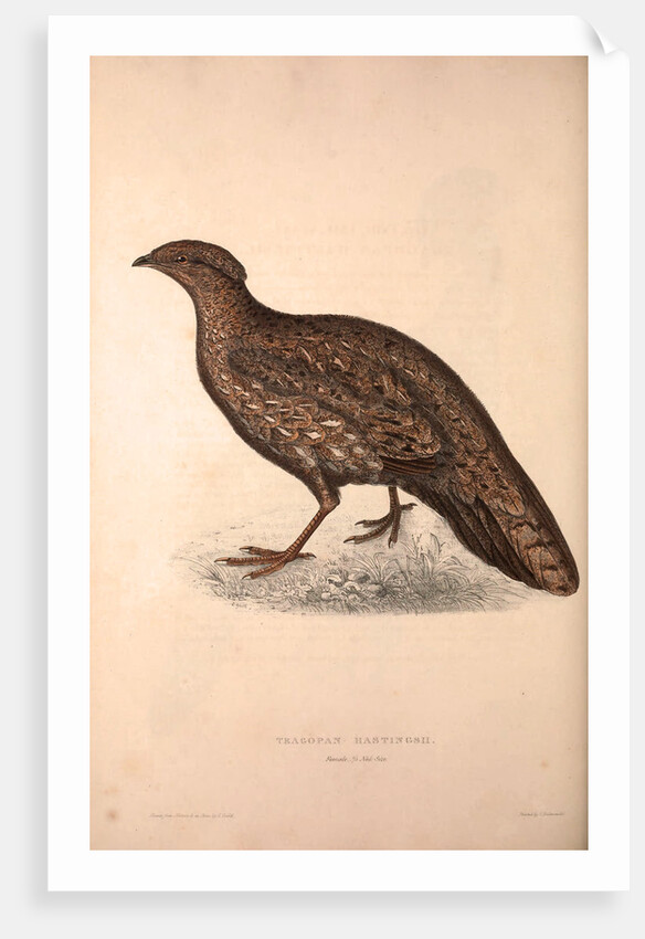 Tragopan Hastingsii (female) by Elizabeth Gould and John Gould