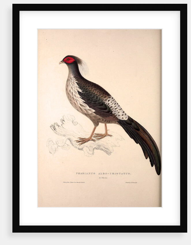 Phasianus Albo-Cristatus, Pheasant by Elizabeth Gould and John Gould
