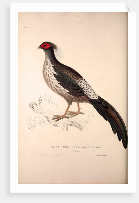 Phasianus Albo-Cristatus, Pheasant by Elizabeth Gould and John Gould