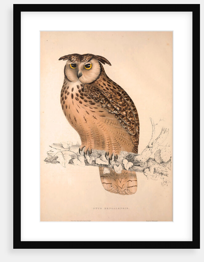 Otus Bengalensis, Owls by Elizabeth Gould and John Gould