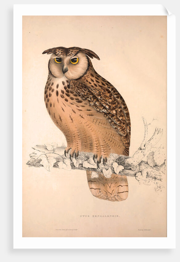 Otus Bengalensis, Owls by Elizabeth Gould and John Gould