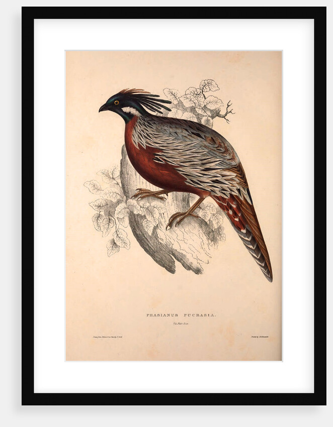 Phasianus Pucrasia (male), Perdix chukar by Elizabeth Gould and John Gould
