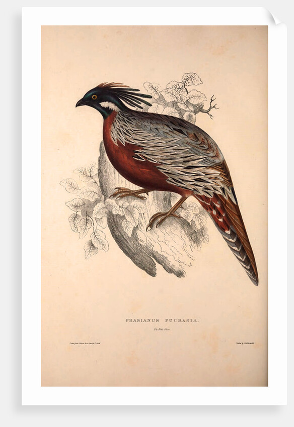 Phasianus Pucrasia (male), Perdix chukar by Elizabeth Gould and John Gould