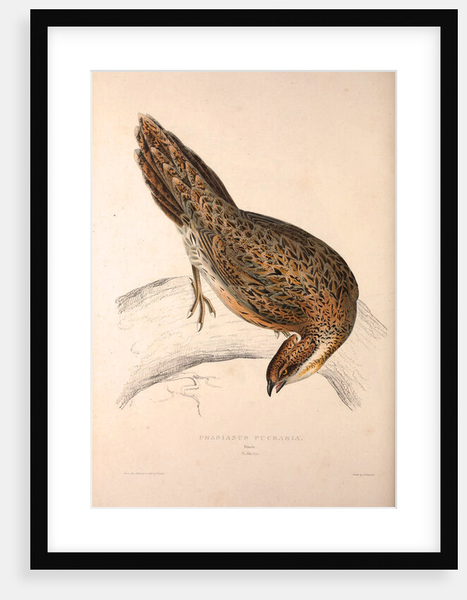 Phasianus Pucrasia (female), Perdix chukar by Elizabeth Gould and John Gould