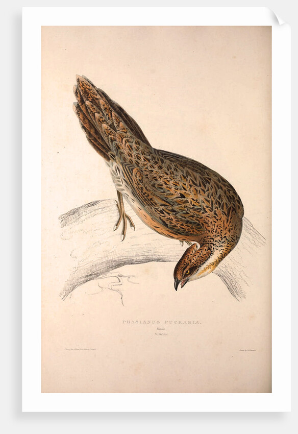 Phasianus Pucrasia (female), Perdix chukar by Elizabeth Gould and John Gould