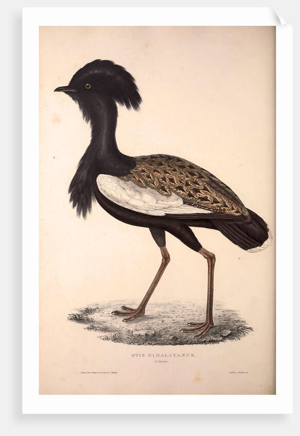 Otis Himalayanus or Delicious Bustard, Otis deliciosa by Elizabeth Gould and John Gould
