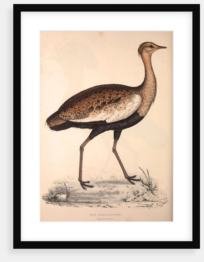 Otis Himalayanus (young male) or Delicious Bustard, Otis deliciosa by Elizabeth Gould and John Gould